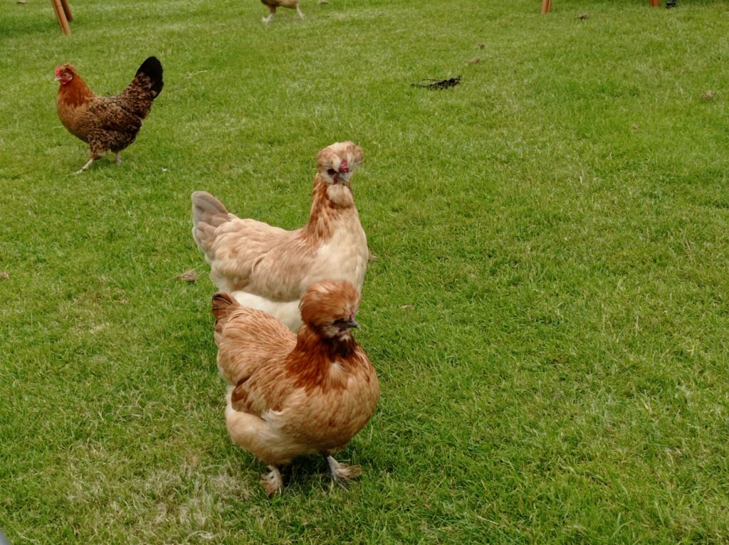 תרנגולות מיוחדות ביער אמסטרדם