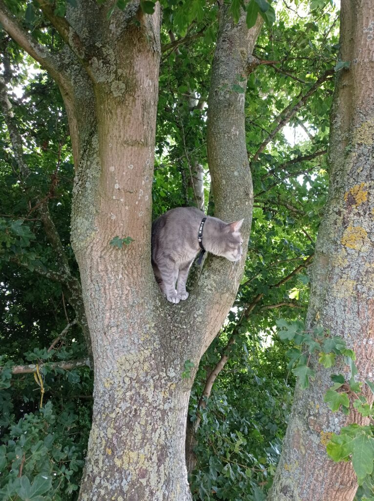 גריי על עץ